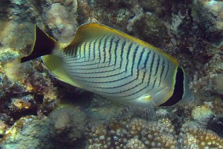 Chaetodon trifascialis - Sparren-Falterfisch